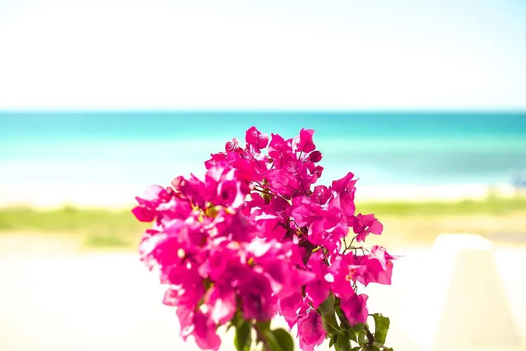 Apartment Bouganvillia Homes Nikiti  Greece